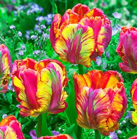 ‘RAINBOW PARROT TULIP’