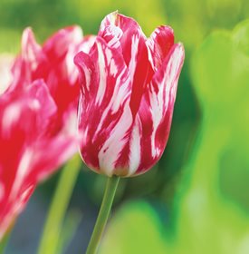 Tulipa Zomerschoon, Rembrandt Tulip 
Hortus Bulborum
Limmen, NL