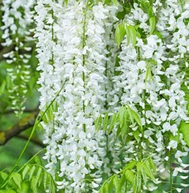 Wisteria floribunda 'Longissima Alba'