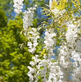Wisteria sinensis 'Alba'