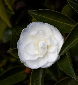 Camellia sasanqua 'Mine-No-Yuki'