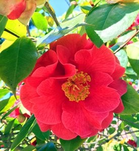 Camellia sasanqua 'Kanjiro'