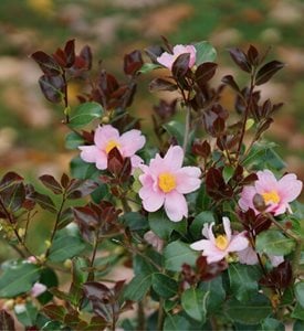 Just Chill® Red Tip camellia