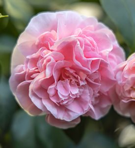 Camellia japonica 'Debutante'