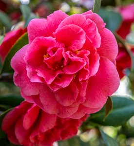 Camellia japonica 'Kramer's Supreme'
