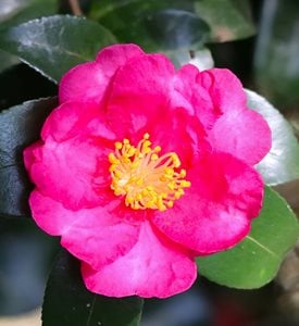 Camellia sasanqua 'Kanjiro'
