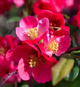 Camellia sasanqua 'Yuletide'