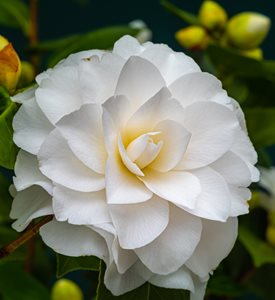 Camellia japonica 'Nuccio's Gem'