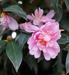 Just Chill® Double Pink camellia