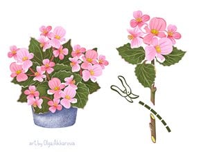 Begonia Pruning, How To Prune Begonias
Garden Design
Calimesa, CA