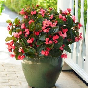 Begonia Surefire Rose, Pink Begonia, Potted Begonia
Proven Winners
Sycamore, IL