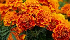 Marigold Flowers, Orange
"Dream Team's" Portland Garden
Pixabay
