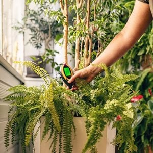 Moisture meter in houseplant