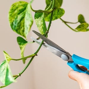 pruning pothos plant