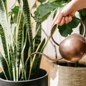 watering houseplants
