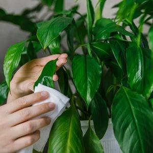 dusting houseplant leaves