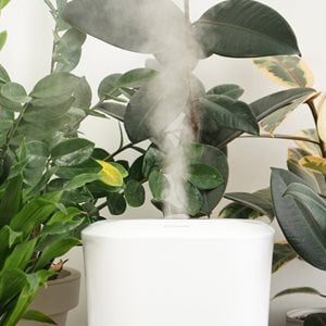 houseplant humidifier