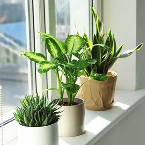 houseplants in window