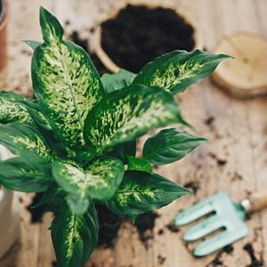 repotting houseplant