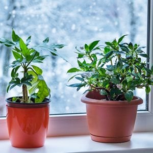indoor plants in bright window