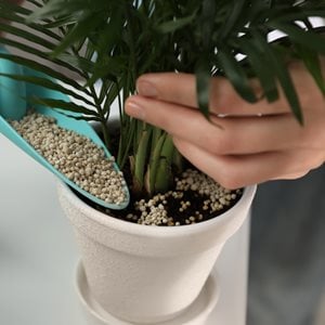 fertilizing houseplants