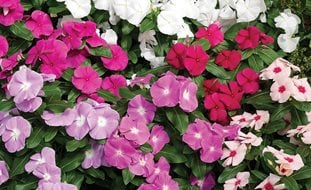 Cora Vincas, Vinca Flowers, Annual Vincas
Desert Garden Succulents & Cacti
Proven Winners
Sycamore, IL