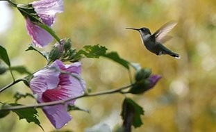 Himming Bird On Hibiscus
Proven Winners
Sycamore, IL