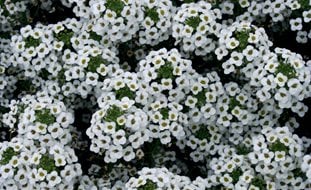 White Alyssum, Snow Princess
Proven Winners
Sycamore, IL