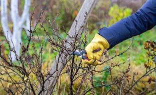 Pruning Shrub
A Rustic Perennial Paradise
Shutterstock.com
New York, NY