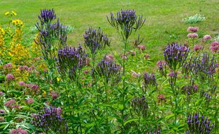 American Blue Vervain, Verbena Hastata
Desert Garden Succulents & Cacti
Shutterstock.com
New York, NY