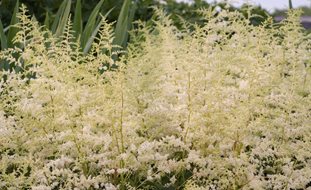 Bridal Veil Astilbe, Astilbe Japonica
Desert Garden Succulents & Cacti
Proven Winners
Sycamore, IL