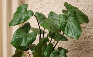 Sea Turtle Homalomena, Homalomena Rubescens
Proven Winners
Sycamore, IL