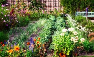 Organic Vegetable And Flower Garden, Organic Garden
Ornamental Grasses in Pots 
Shutterstock.com
New York, NY