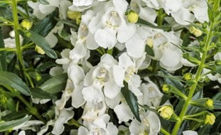 Angelface White Angelonia, White Angelonia
Proven Winners
Sycamore, IL