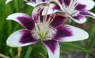 Asiatic Lily, Cappuccino Lily
Creative Commons