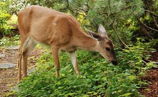 Deer, Garden, Groundcover
Pixabay