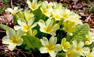English Primrose, Yellow Primrose Flowers
Shutterstock.com
New York, NY