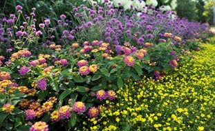 Pollinator Garden Design, Smallscape Pollinator Garden
Proven Winners
Sycamore, IL