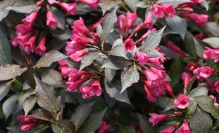 Spilled Wine Weigela, Weigela Shrub 
Proven Winners
Sycamore, IL
