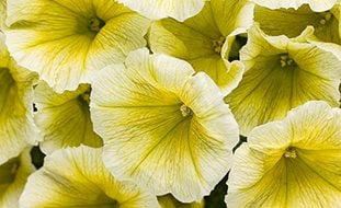 Supertunia Limoncello, Yellow Petunia
Proven Winners
Sycamore, IL