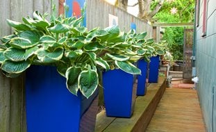 Side Yard With Bright Blue Containers, Hostas In Pots
Small Garden, Big Interest
Garden Design
Calimesa, CA