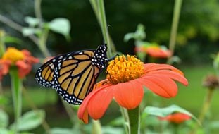 Mexican Sunflower With Monarch, Tithonia Rotundifolia
Shutterstock.com
New York, NY