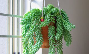 Burro's Tail Plant, Sedum Morganum, Indoor Hanging Plant
Ornamental Grasses in Pots
Shutterstock.com
New York, NY
