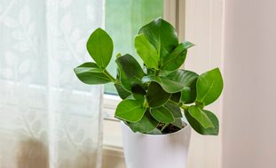 Tattoo Princess Clusia, Clusia Rosea, Autograph Tree
Proven Winners
Sycamore, IL