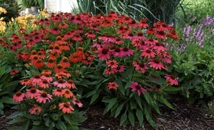 Coneflower, Lakota Fire Coneflower, Perennial Plant
Proven Winners
Sycamore, IL