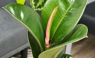 Chroma Chloe Rubber Plant, Ficus Elastica
Proven Winners
Sycamore, IL