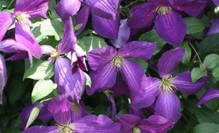 Happy Jack Clematis, Clematis Hybrid, Purple Flower, Flowering Vine
Proven Winners
Sycamore, IL