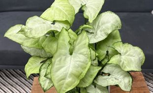 White Butterfly Arrowhead Plant, Syngonium
Proven Winners
Sycamore, IL