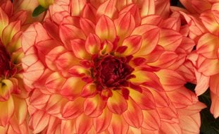 Dalina Grande Tequila Dahlia, Orange Dahlia, Dahlia Hybrid
Proven Winners
Sycamore, IL