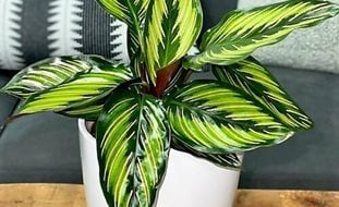 Beauty Star Calathea, Calathea Ornata, Pinstripe Calathea
Proven Winners
Sycamore, IL